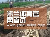 种植基地八